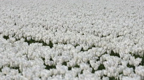 Tulip field in the netherlands in spring Stock-Footage 63145649