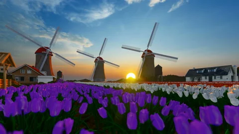 Tulip field with old wind mill rotating in the background Stock Footage 146599484