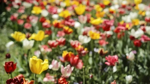 Tulip Field Out of Focus Summer Meadow Board Видео 89114371