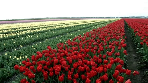 Tulip field panning Stock Footage 74551621