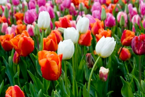 Tulip Field Stock Photos
