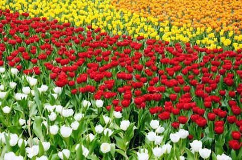Tulip field Stock Photos
