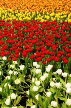 Tulip field Stock Photos