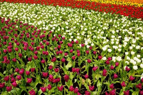 Tulip field Stock Photos