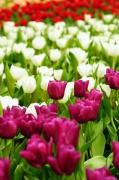 Tulip field Stock Photos