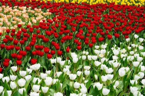 Tulip field Stock Photos