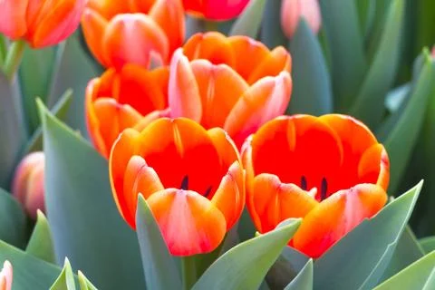 Tulip in the field Stock Photos