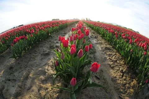 Tulip field Stock Photos