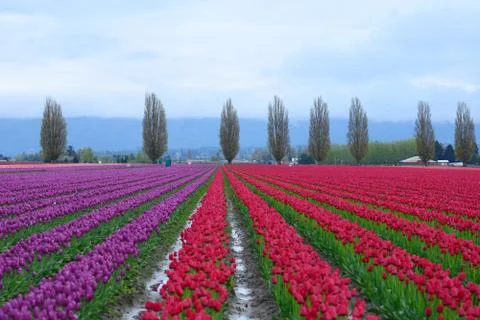 Tulip field Stock Photos