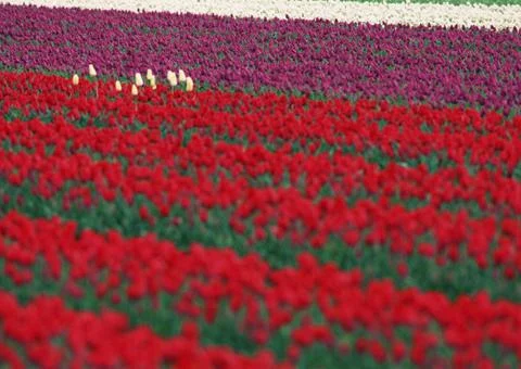 Tulip Field Stock Photos