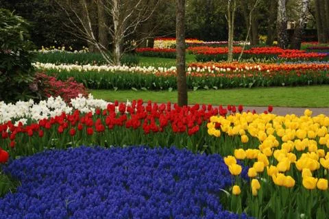 Tulip field Stock Photos