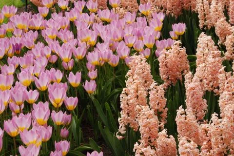 Tulip field Stock Photos