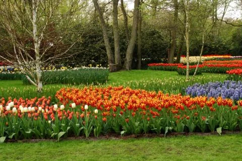 Tulip field Stock Photos