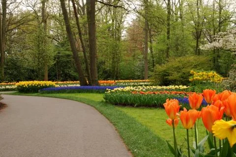 Tulip field Stock Photos