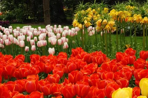 Tulip field Stock Photos