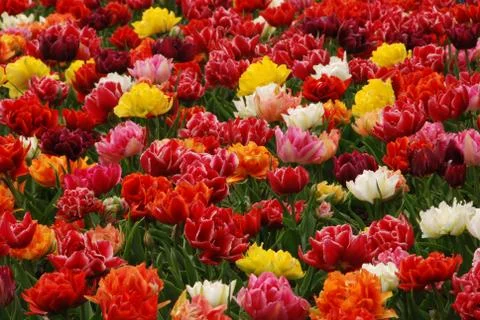 Tulip field Foto stock