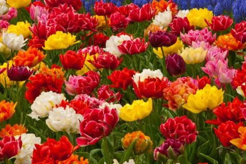 Tulip field Stock Photos
