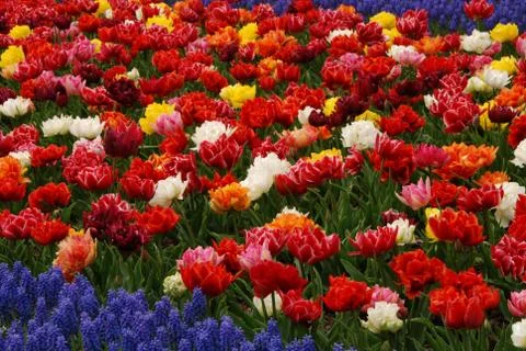 Tulip field Stock Photos
