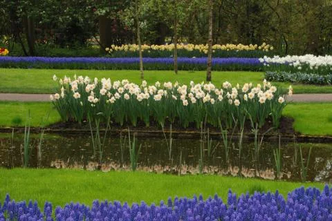 Tulip field Stock Photos