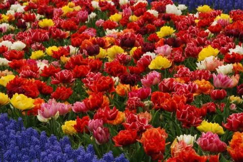Tulip field Stock Photos