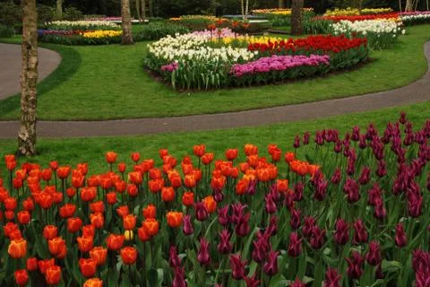 Tulip field Stock Photos