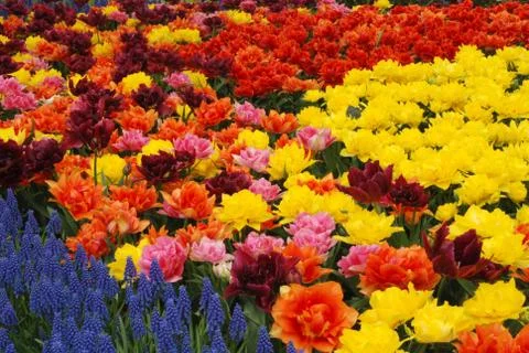Tulip field Stock Photos