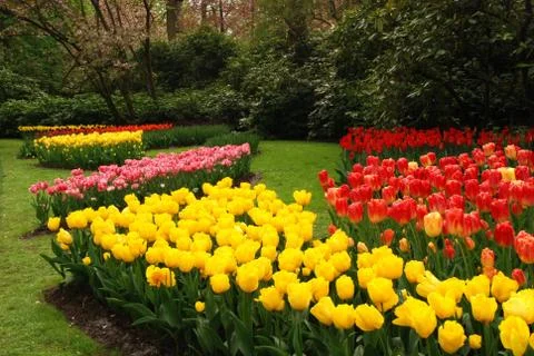 Tulip field Stock Photos