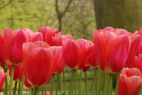 Tulip field Stock Photos