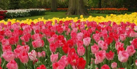 Tulip field Stock Photos