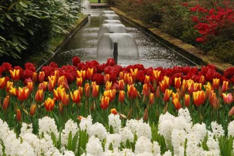 Tulip field Stock Photos