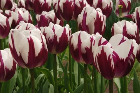 Tulip field Foto stock