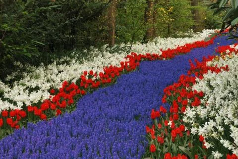 Tulip field Stock Photos