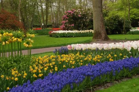 Tulip field Stock Photos