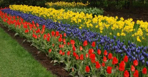 Tulip field Stock Photos