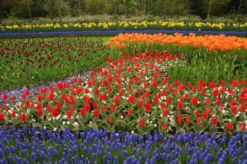 Tulip field Foto stock