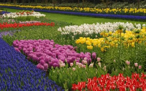 Tulip field Stock Photos