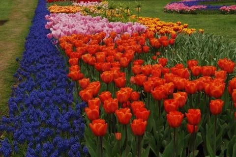 Tulip field Stock Photos