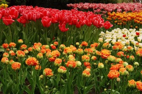 Tulip field Stock Photos