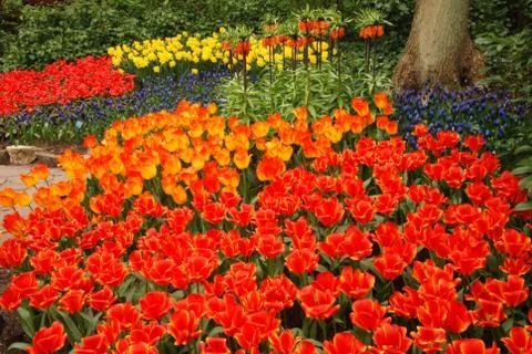 Tulip field Stock Photos