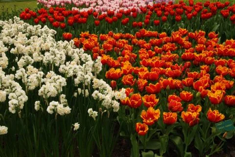 Tulip field Stock Photos