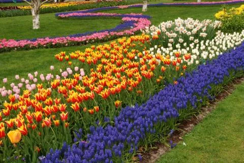 Tulip field Stock Photos