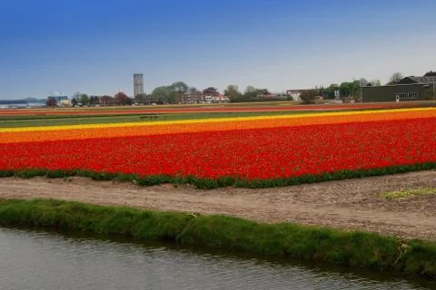 Tulip field Stock Photos