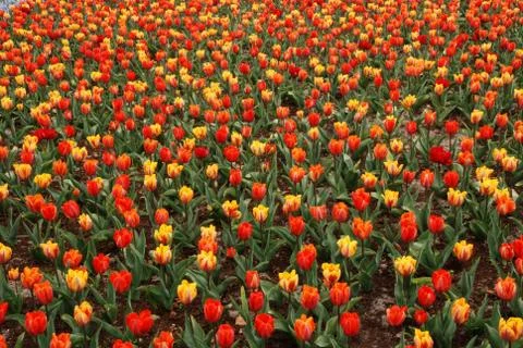 Tulip field Stock Photos