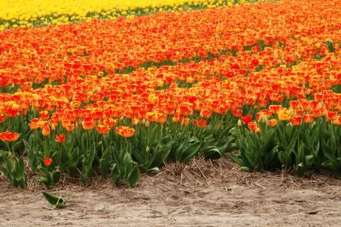 Tulip field Stock Photos