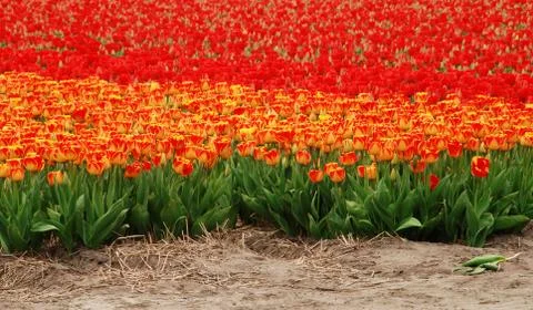 Tulip field Stock Photos