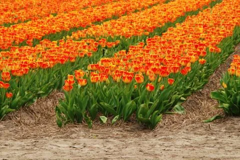 Tulip field Stock Photos