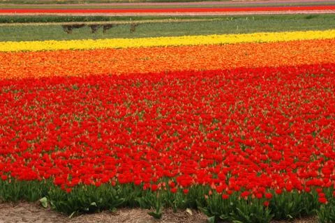 Tulip field Stock Photos
