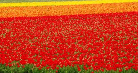 Tulip field Stock Photos