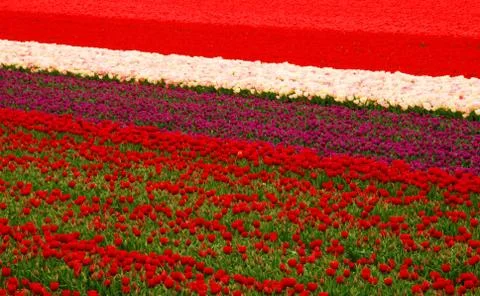 Tulip field Stock Photos