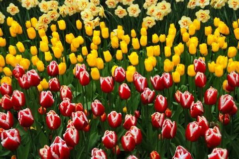 Tulip field Stock Photos
